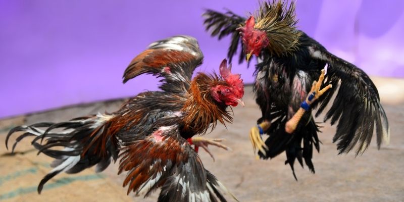 qh235 KM Game Bài 3d