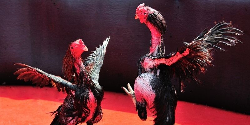 qh235 thị trường baccarat là gì